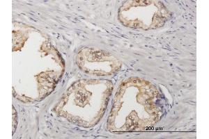 Image no. 3 for anti-Sorbitol Dehydrogenase (SORD) (AA 1-357) antibody (ABIN520372)