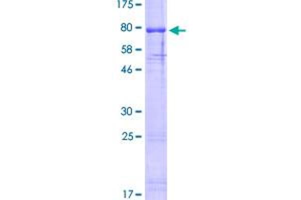 Olfactomedin 4 Proteins