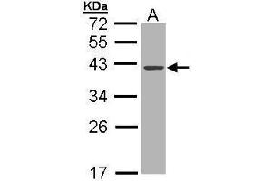 Image no. 1 for anti-Deoxyribonuclease I (DNASE1) antibody (ABIN2856669)
