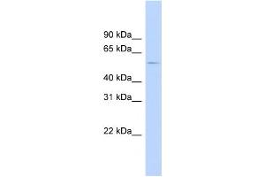 Image no. 1 for anti-Serotonin Receptor 2B (HTR2B) (N-Term) antibody (ABIN2779377)