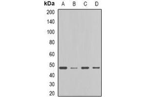 Image no. 2 for anti-Farnesyl-Diphosphate Farnesyltransferase 1 (FDFT1) (full length) antibody (ABIN6005288)