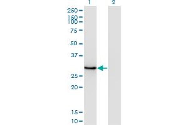 DLX1 antibody  (AA 181-254)