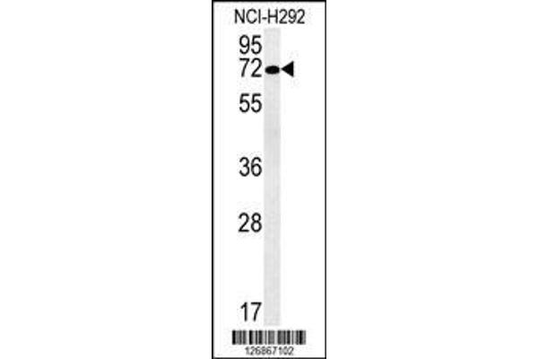 anti-Solute Carrier Family 19, Member 3 (Slc19a3) (AA 217-246) antibody