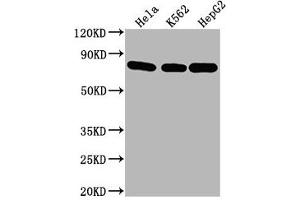 Hsc70 antibody  (AA 2-646)