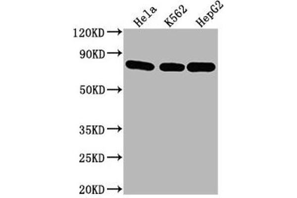 Hsc70 antibody  (AA 2-646)