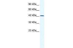 Image no. 2 for anti-T-Box 6 (TBX6) (N-Term) antibody (ABIN2777918)
