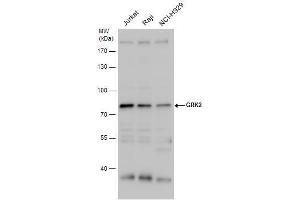 Image no. 2 for anti-Adrenergic, Beta, Receptor Kinase 1 (ADRBK1) (C-Term) antibody (ABIN2855125)