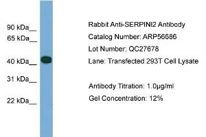 Image no. 1 for anti-serpin Peptidase Inhibitor, Clade I (Pancpin), Member 2 (SERPINI2) (Middle Region) antibody (ABIN2786840)