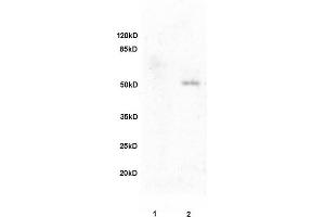 Image no. 3 for anti-Fibulin 5 (FBLN5) (AA 101-200) antibody (ABIN728473)
