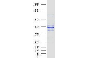WDR4 Protein (WD Repeat Domain 4) (Transcript Variant 2) (Myc-DYKDDDDK Tag)
