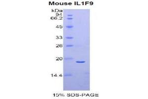 Image no. 1 for Interleukin 1 Family Member 9 (IL1F9) (AA 5-149) protein (His tag) (ABIN1877796)