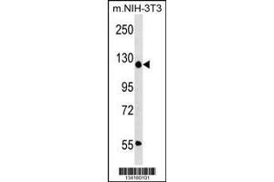 Western Blotting (WB) image for anti-Activity-Dependent Neuroprotector Homeobox (ADNP) (C-Term) antibody (ABIN2158963)