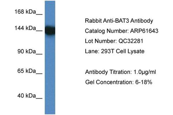 BAT3 antibody  (C-Term)