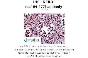 Image no. 2 for anti-Nei Endonuclease VIII-Like 3 (NEIL3) (AA 164-177) antibody (ABIN1737249)