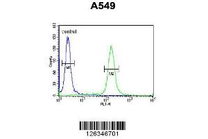Image no. 3 for anti-Kelch-Like 9 (KLHL9) (AA 299-326) antibody (ABIN651366)