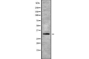 Image no. 1 for anti-Mitochondrial Ribosomal Protein L2 (MRPL2) (C-Term) antibody (ABIN6263363)