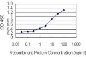 Image no. 1 for anti-Small Ubiquitin Related Modifier 4 (SUMO4) (AA 1-95) antibody (ABIN949964)