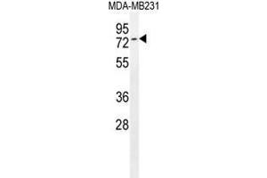 Image no. 1 for anti-TCDD-Inducible Poly(ADP-Ribose) Polymerase (Tiparp) (AA 270-300), (C-Term) antibody (ABIN955225)