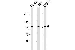 GEN1 抗体  (N-Term)