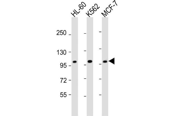 GEN1 抗体  (N-Term)