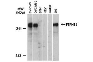 Image no. 3 for anti-Protein tyrosine Phosphatase, Non-Receptor Type 13 (APO-1/CD95 (Fas)-Associated Phosphatase) (PTPN13) antibody (ABIN537409)