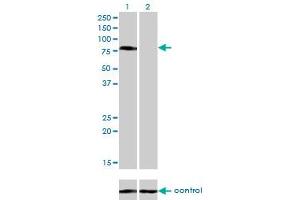 anti-CD97 (CD97) (AA 421-529) antibody