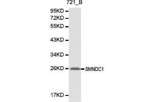 Image no. 1 for anti-Survival Motor Neuron Domain Containing 1 (SMNDC1) antibody (ABIN3021063)