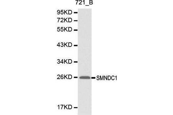 anti-Survival Motor Neuron Domain Containing 1 (SMNDC1) antibody