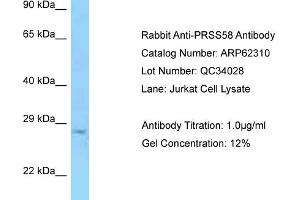 Image no. 1 for anti-Protease, serine, 58 (PRSS58) (C-Term) antibody (ABIN2789105)