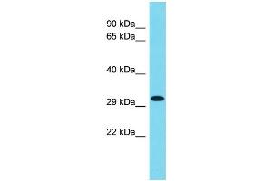 CCDC75 anticorps  (C-Term)