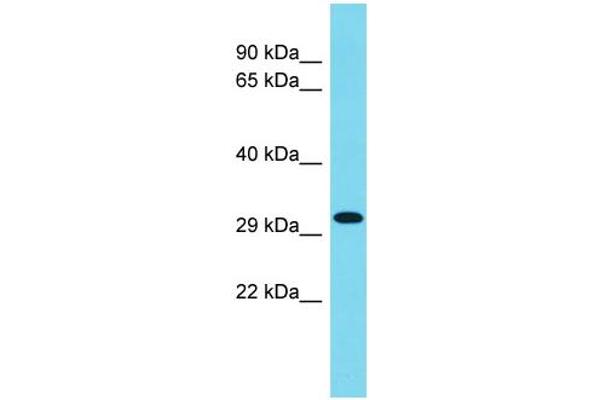 CCDC75 anticorps  (C-Term)