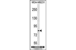 Image no. 1 for anti-Leucine Rich Repeat Containing 70 (LRRC70) (AA 542-570), (C-Term) antibody (ABIN1537455)