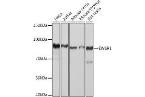 EWSR1 antibody