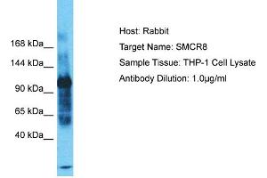 Image no. 1 for anti-Smith-Magenis Syndrome Chromosome Region, Candidate 8 (SMCR8) (C-Term) antibody (ABIN2791916)