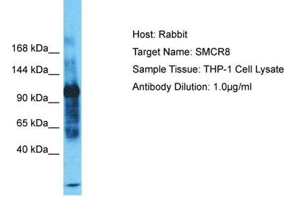 SMCR8 antibody  (C-Term)