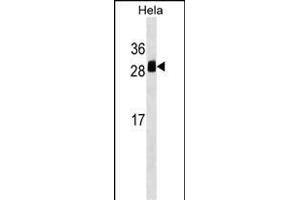 TMED1 Antibody (Center) (ABIN1538614 and ABIN2849286) western blot analysis in Hela cell line lysates (35 μg/lane).