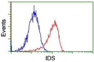 Image no. 6 for anti-Iduronate 2-Sulfatase (IDS) antibody (ABIN1498797)