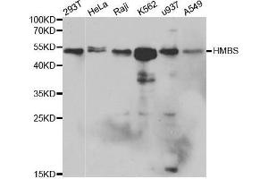 Image no. 1 for anti-Hydroxymethylbilane Synthase (HMBS) antibody (ABIN3022530)