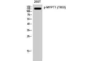 Image no. 1 for anti-Myosin Phosphatase, Target Subunit 1 (PPP1R12A) (pThr853) antibody (ABIN3182548)