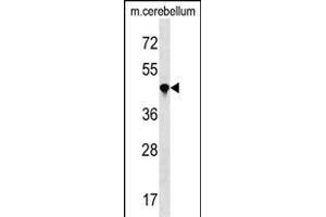 IL4 Antibody (N-term) (ABIN1538998 and ABIN2850087) western blot analysis in mouse cerebellum tissue lysates (35 μg/lane).