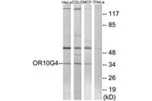 anti-Olfactory Receptor, Family 10, Subfamily G, Member 4 (OR10G4) (AA 230-279) antibody
