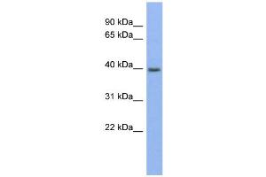 Image no. 1 for anti-Pannexin 3 (PANX3) (Middle Region) antibody (ABIN2775572)