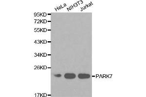 Image no. 1 for anti-Parkinson Protein 7 (PARK7) antibody (ABIN3021235)