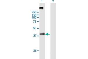 Western Blot analysis of KCNN4 expression in transfected 293T cell line by KCNN4 MaxPab polyclonal antibody.