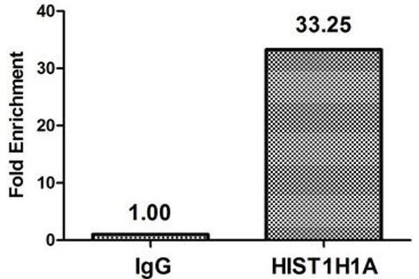 Histone H1.1 Antikörper