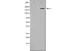 Image no. 2 for anti-Host Cell Factor C1 (VP16-Accessory Protein) (HCFC1) (N-Term) antibody (ABIN6262160)