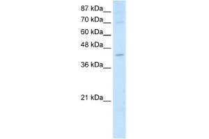 Image no. 1 for anti-Nuclear RNA Export Factor 5 (NXF5) (Middle Region) antibody (ABIN2776599)