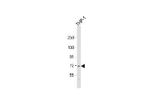 PRAM1 antibody  (AA 587-618)