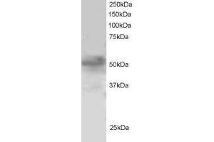 Image no. 1 for anti-Forkhead Box Q1 (FOXQ1) (N-Term) antibody (ABIN185047)