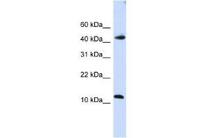 Image no. 1 for anti-Apolipoprotein B mRNA Editing Enzyme, Catalytic Polypeptide-Like 3F (APOBEC3F) (C-Term) antibody (ABIN633498)